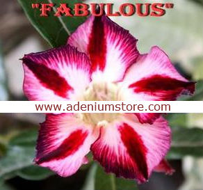 Adenium Seeds \'Fabulous\' 5 Seeds